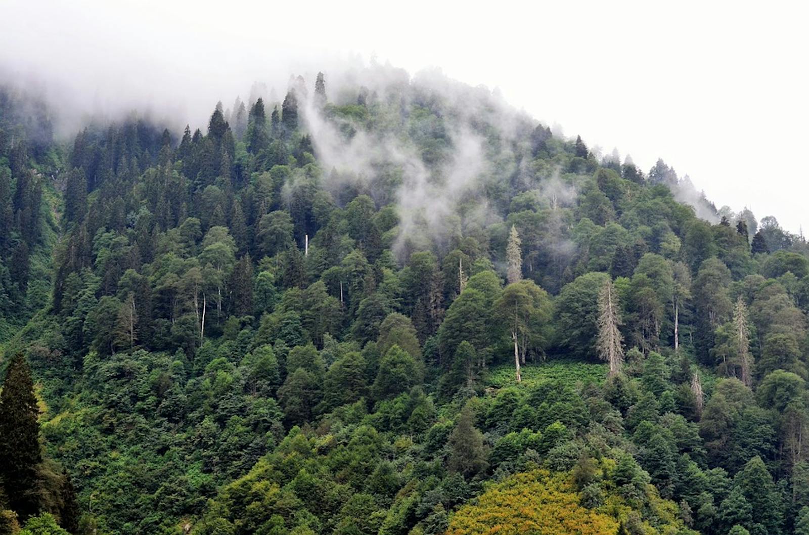 Euxine-Colchic Broadleaf Forests