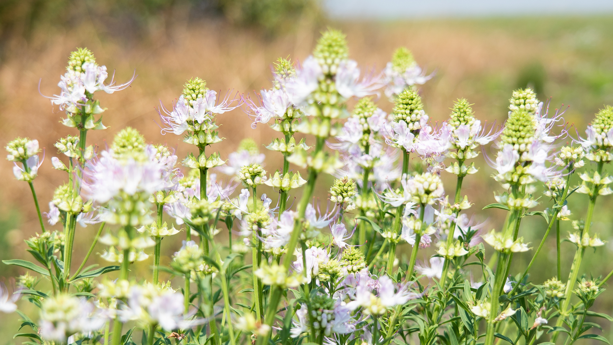 Africa - Flowers at Lusinga - Upemba National Park