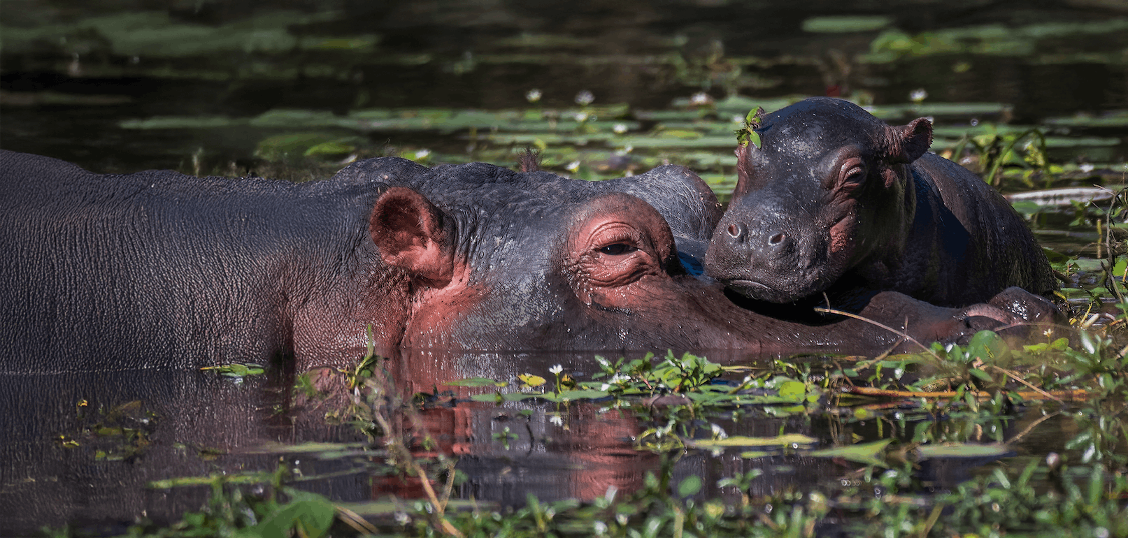 The ecological significance of the Amazonian manatee | One Earth