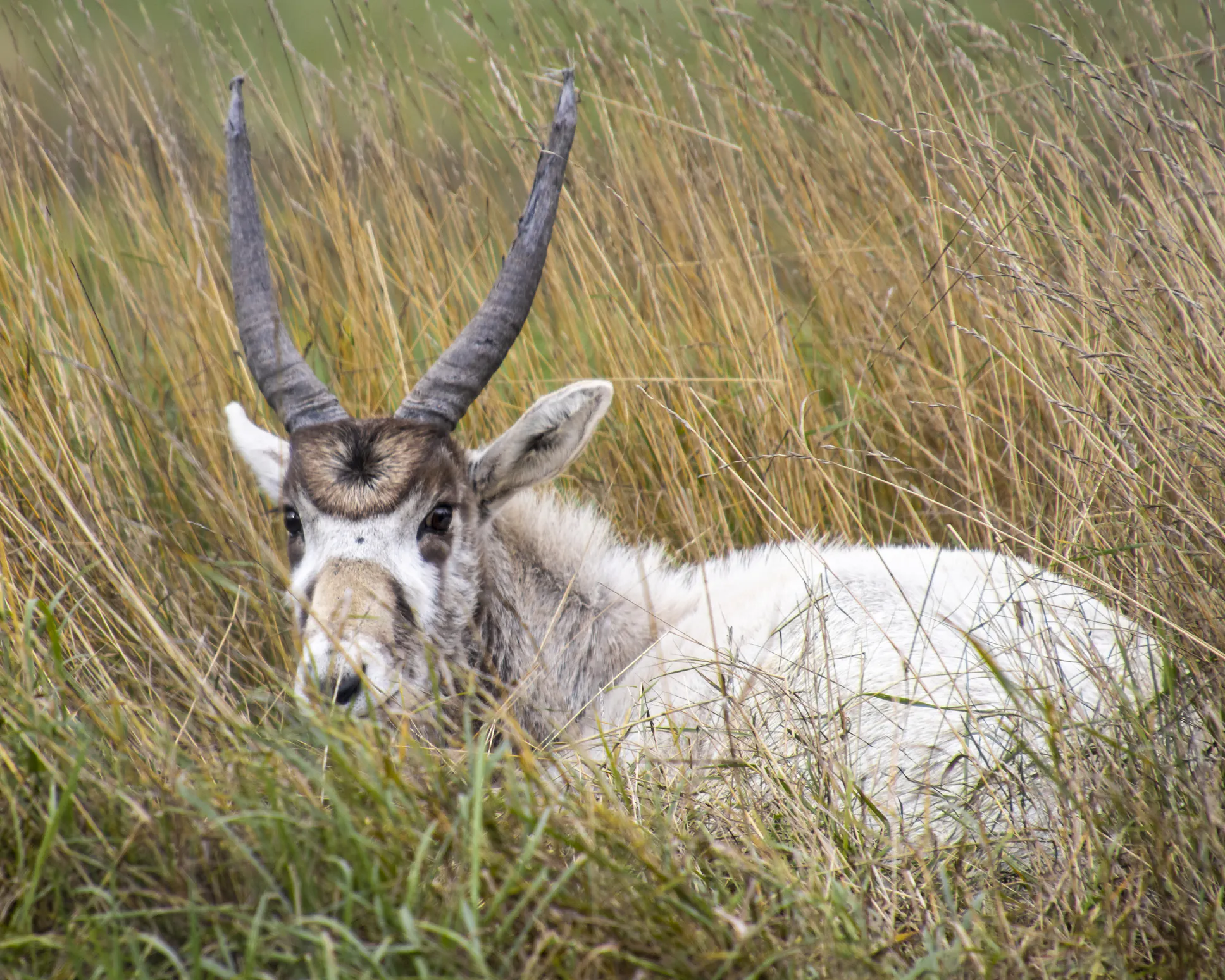 An addax displaying its characteristic facial markings forming a distinct X across the bridge of its nose. Image Credit: © Judit Dombovari, Dreamstime. An addax displaying its characteristic facial markings forming a distinct X across the bridge of its nose. Image Credit: © Judit Dombovari, Dreamstime.