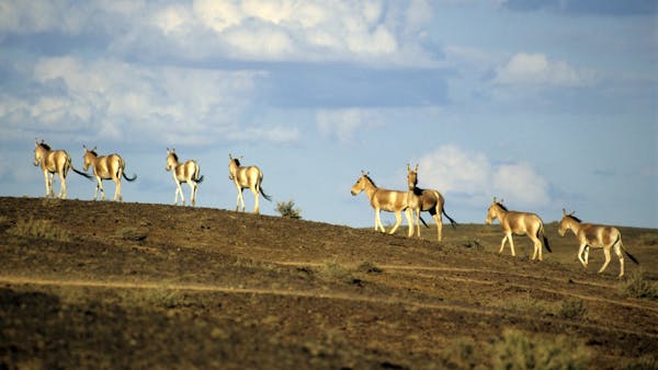 New UN Atlas of Migration: Mapping the epic journeys of large mammals worldwide