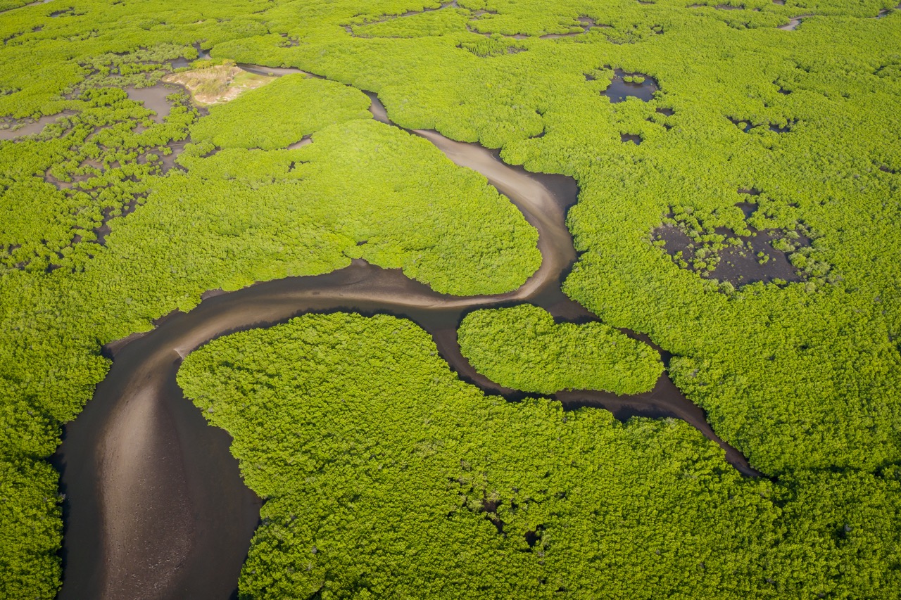 Aerial view of mangrove forest in the Saloum Delta National Park, Joal Fadiout, Senegal. Photo made by drone from above. Africa Natural Landscape.