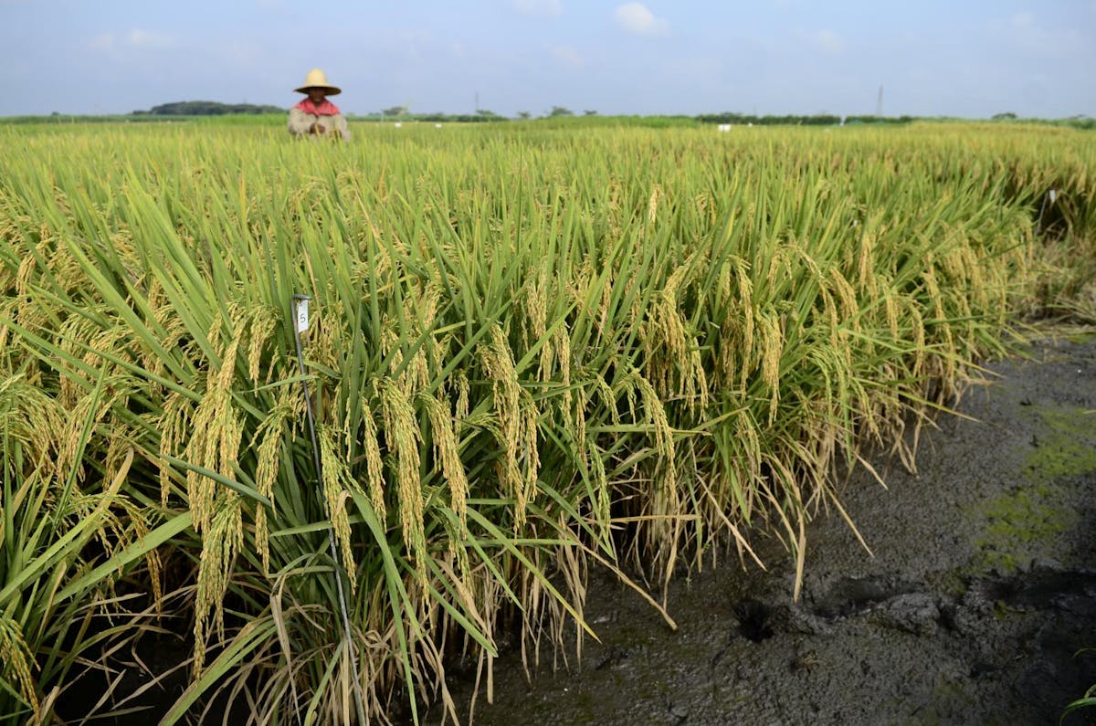 Regenerative Croplands