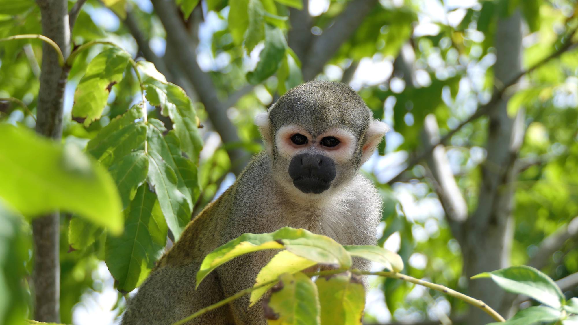 Bare-eared squirrel monkey. Photo 157723612 © | Dreamstime.com
