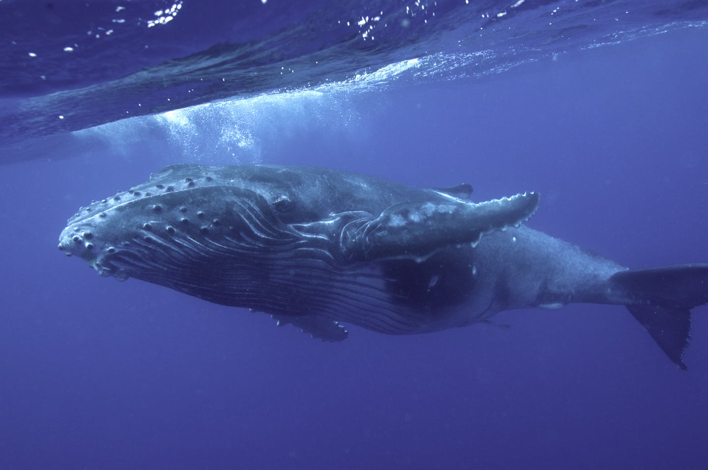 Whales provide a deep water solution to climate change