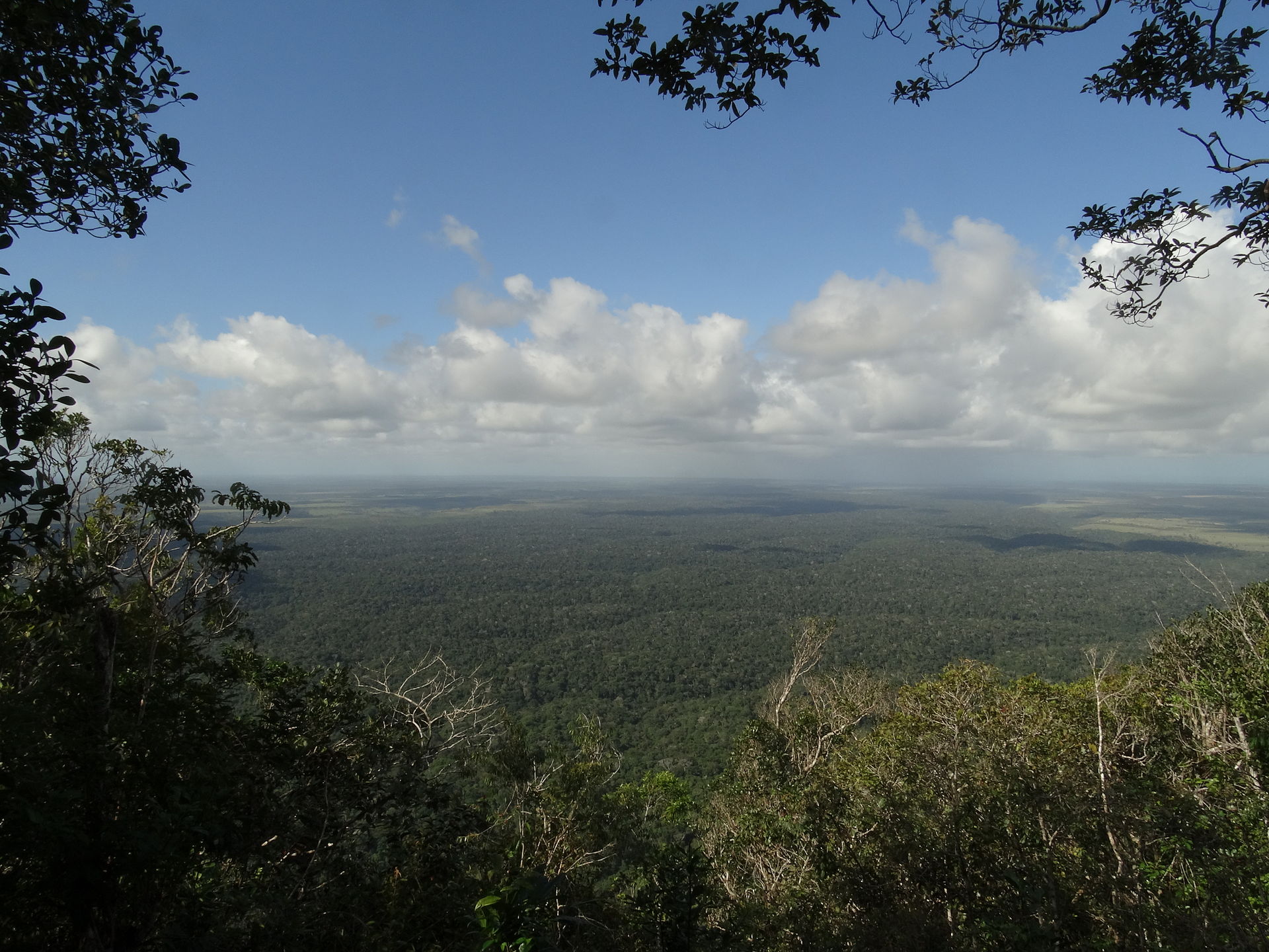 Atlantic Forest. Image credit: CC by 3.0, Daniel Souza Lima