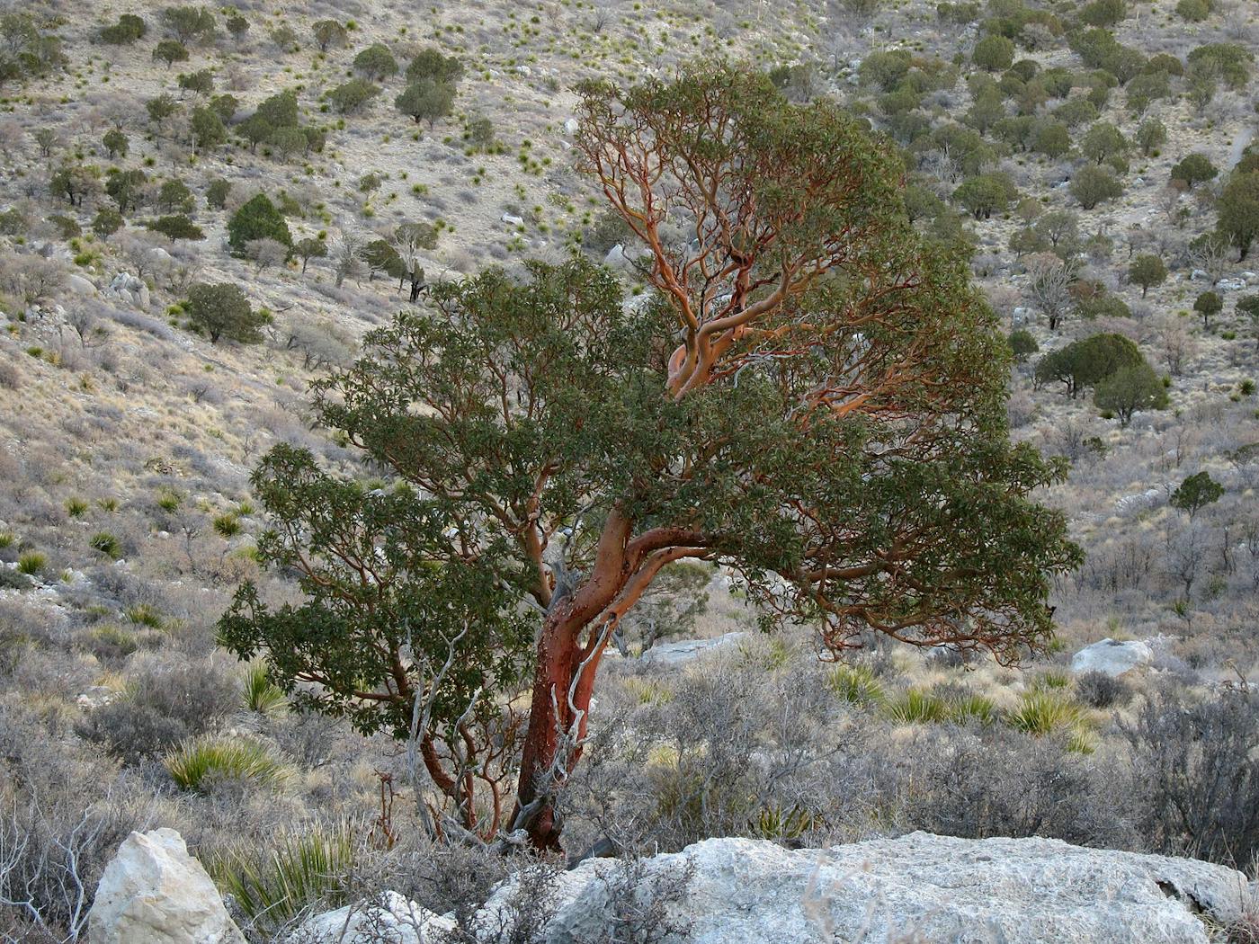 Mexican Dry & Coniferous Forests (NT28)