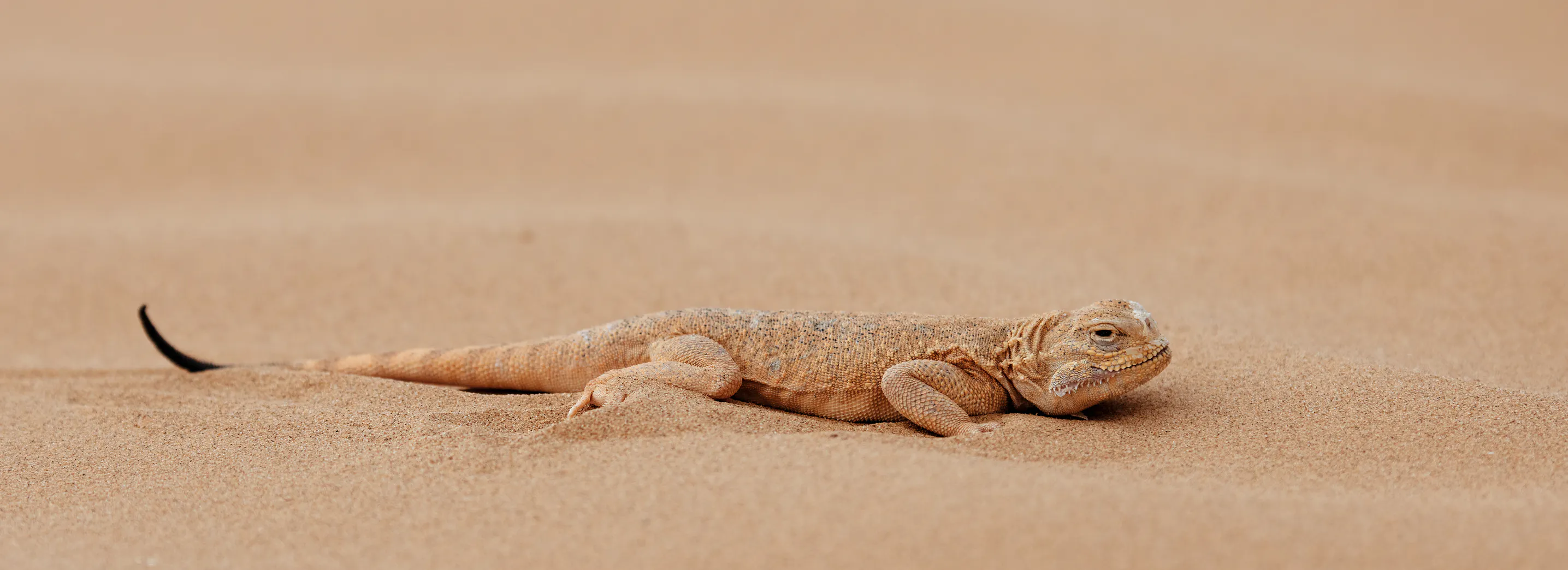 A toadhead agama blending into its desert sand environment. Image Credit: © Evgeniyqw, Dreamstime.