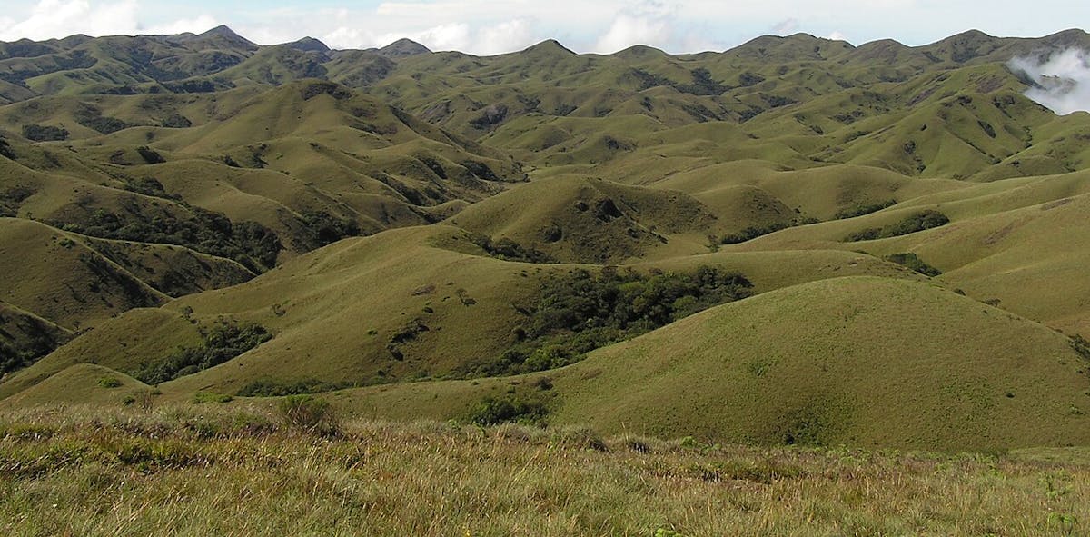 Montane Grasslands & Shrublands