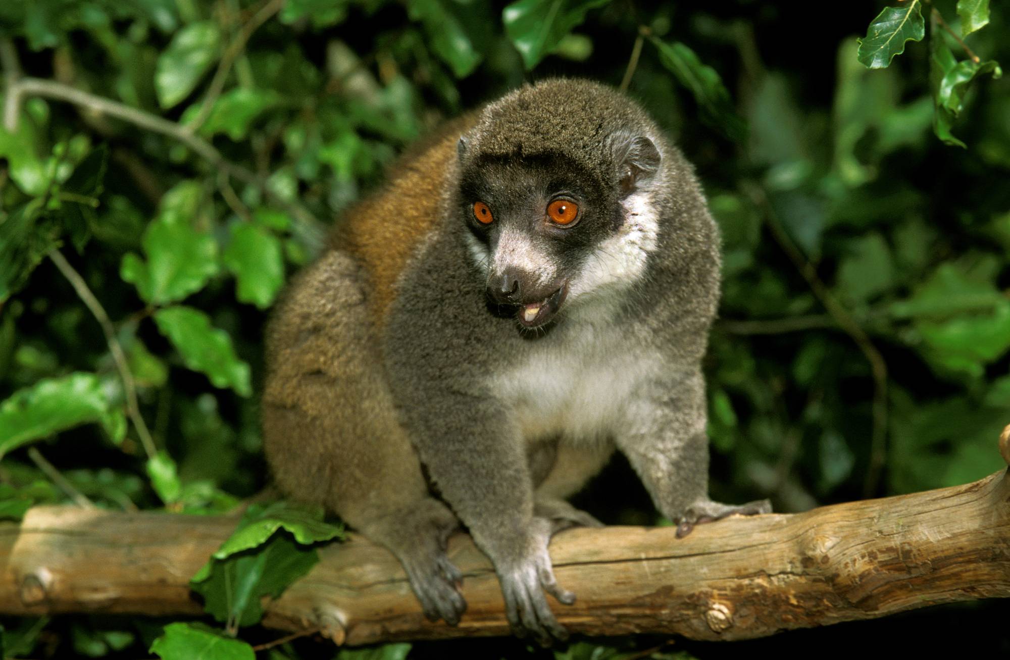 The mongoose lemur (Eulemur mongoz) is a small primate in the family Lemuridae, native to Madagascar and introduced to the Comoros Islands. Image credit: © Slowmotiongli