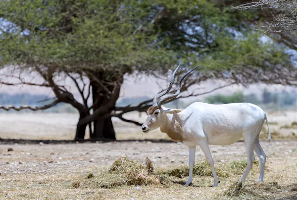 Addax. Image Credit: © Gorshkov13, Dreamstime.