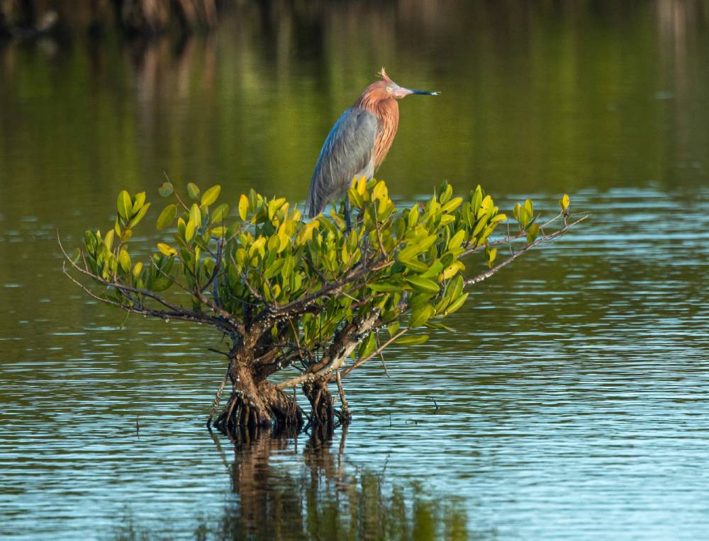 Reddish Egret perched in mangrove at Merritt Island National Wildlife Refuge, wetlands AdobeStock_478214864