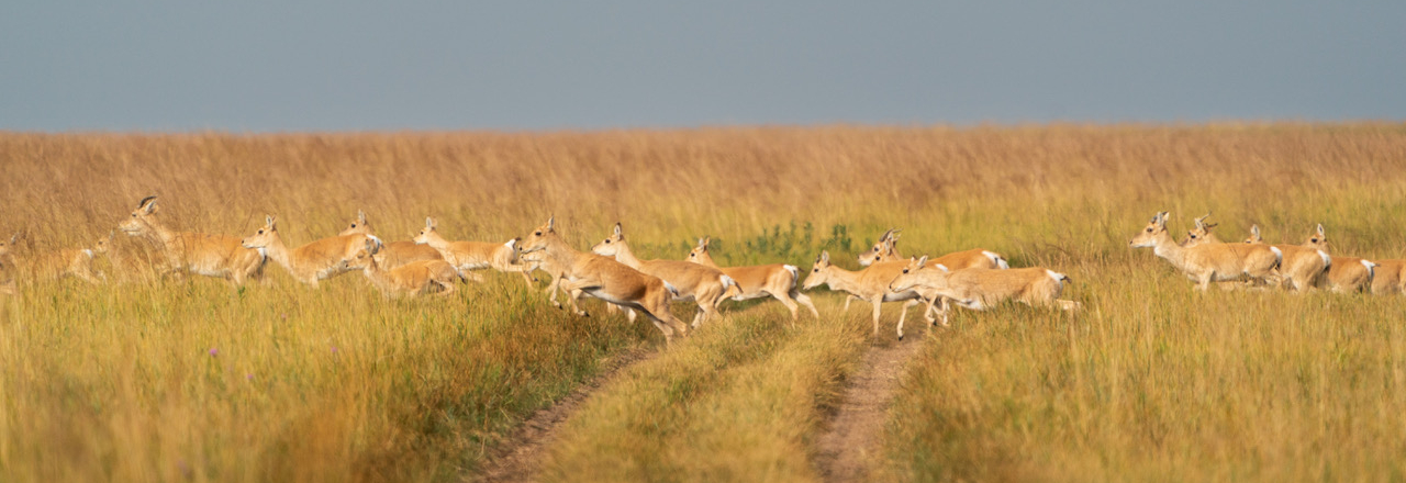 Mongolian gazelle. Image credit: Thomas Mueller