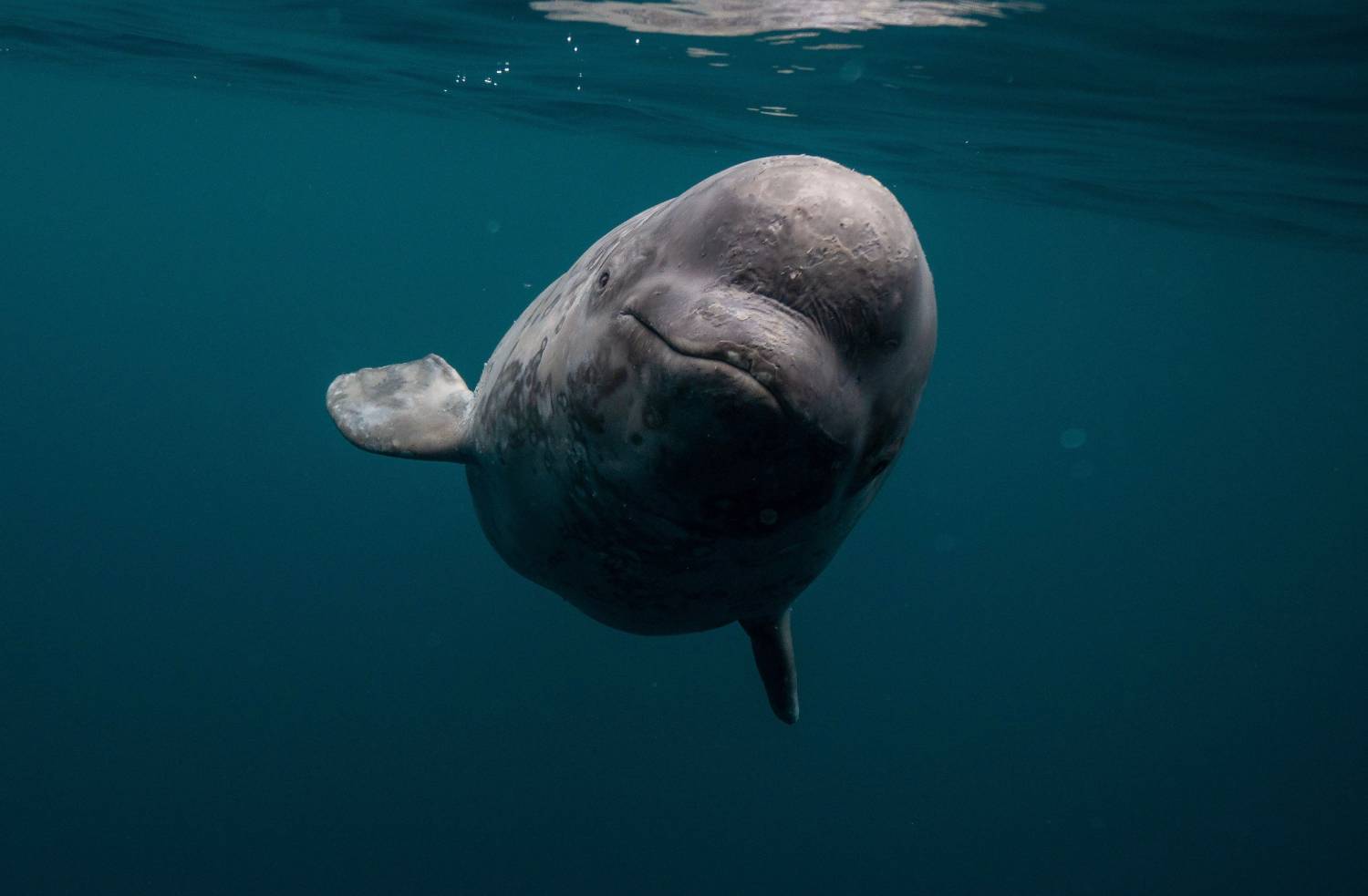 Closeup shot of a beluga whale marine mammal swimming in the clear blue water of the sea dreamstime_xxl_259300389 (2).jpg