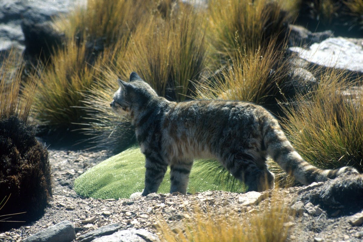 Andean mountain cat: one of the world’s most endangered felines