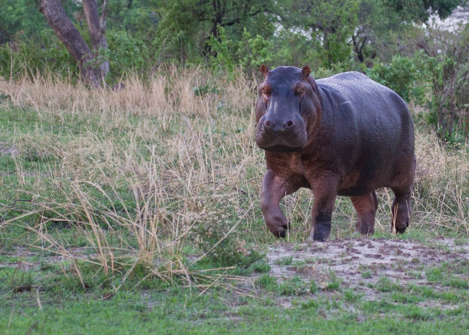 Hippo in Tanzania, Katavi National Park. Image credit: Courtesy of Grégoire Dubois
