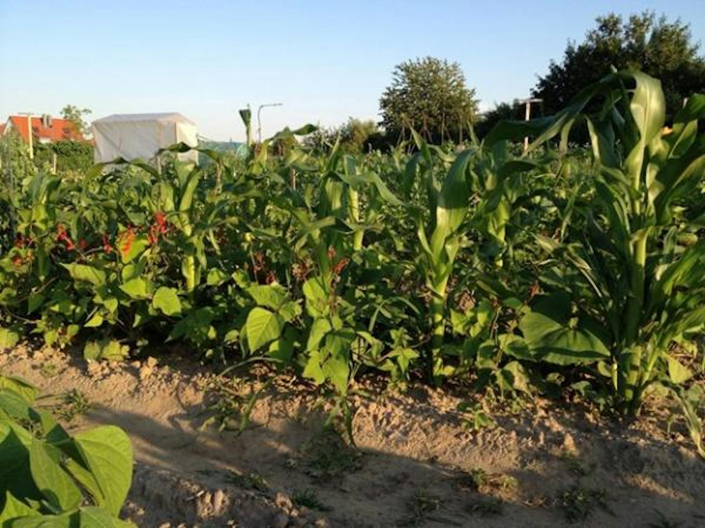 Three Sisters farming: A model of Regenerative Agriculture