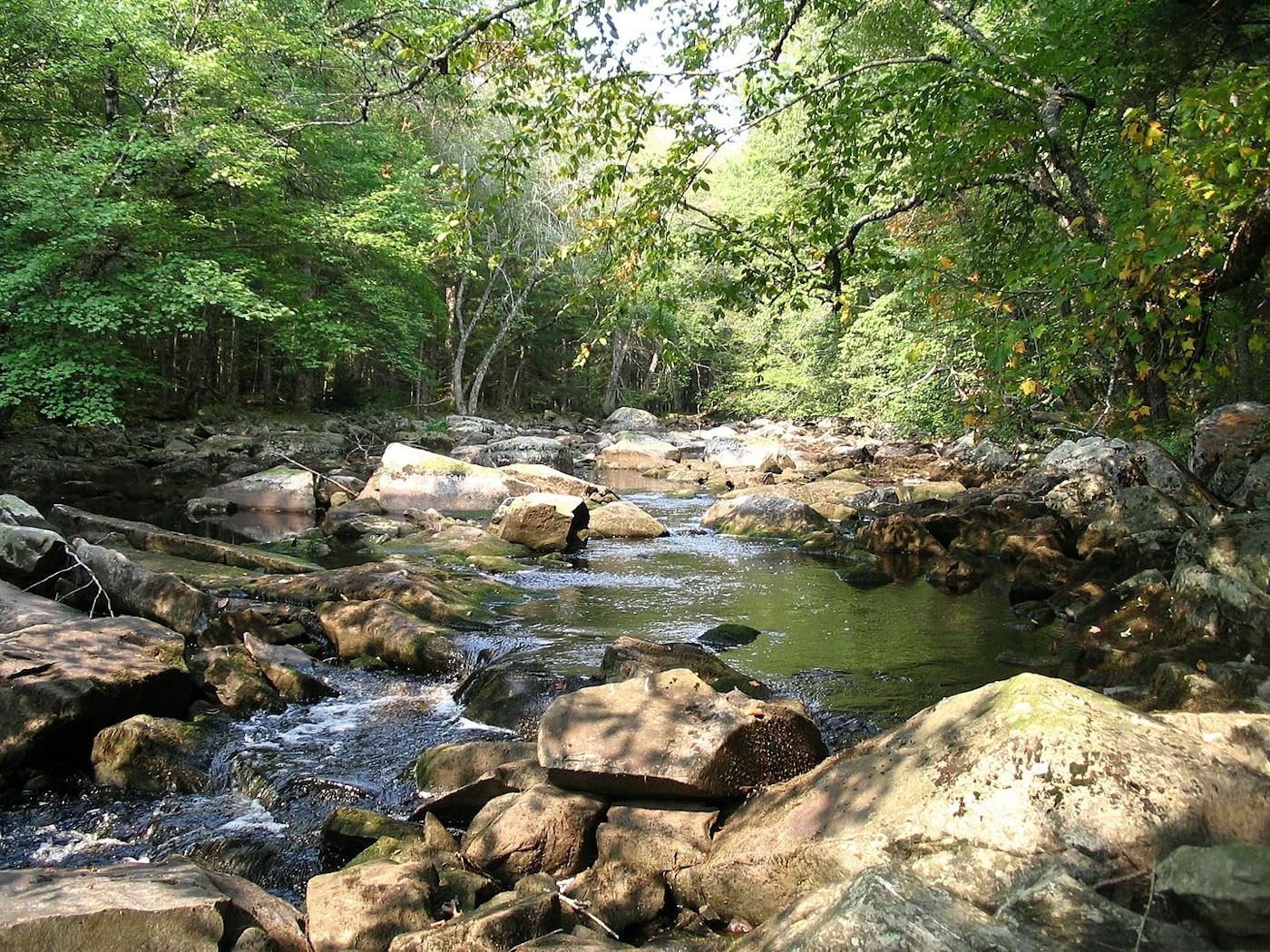 Northeastern American Mixed Forests (NA10)