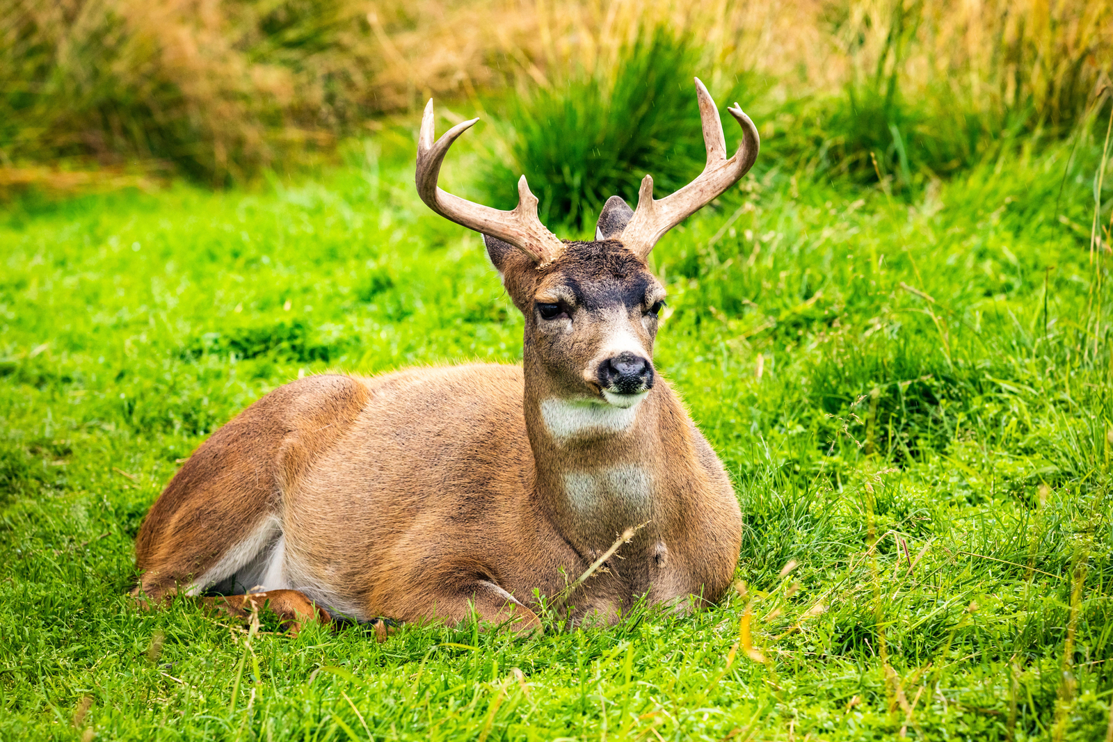 Male black-tailed deer close up in the Alaskan summer. Image Credit: © Lijuan Guo, Dreamstime. Male black-tailed deer close up in the Alaskan summer. Image Credit: © Lijuan Guo, Dreamstime.