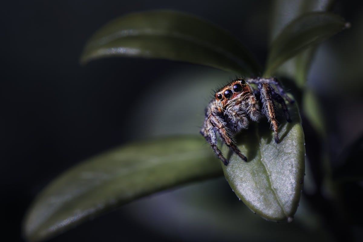 Eight surprising reasons why spiders make the best roommates