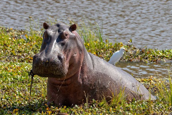 How hippopotamus shape African waterways with their immense size and force