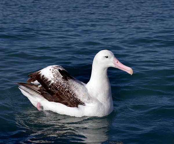 The snowy albatross: Masters of the Southern Ocean skies