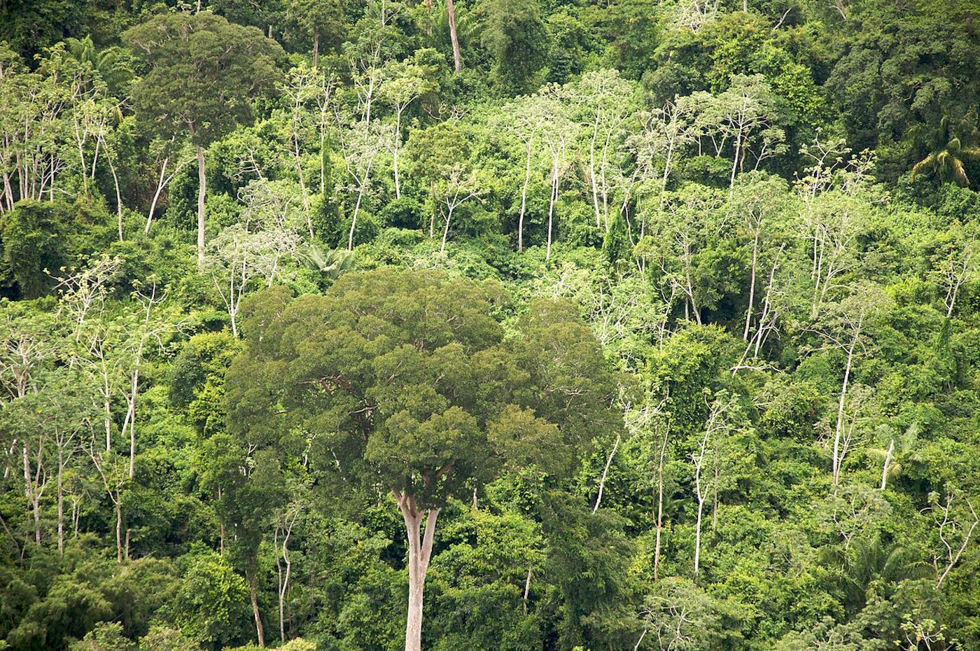 Pantanal Flooded Grasslands & Dry Forests (NT12)