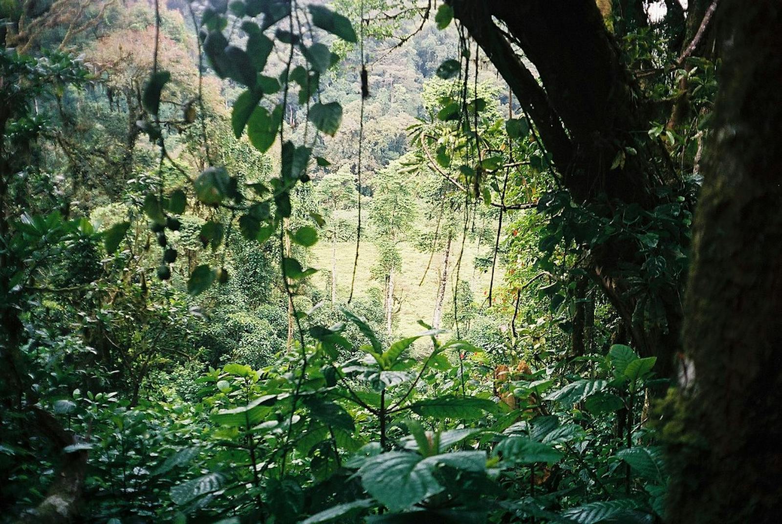 São Tomé, Príncipe, and Annobón Forests