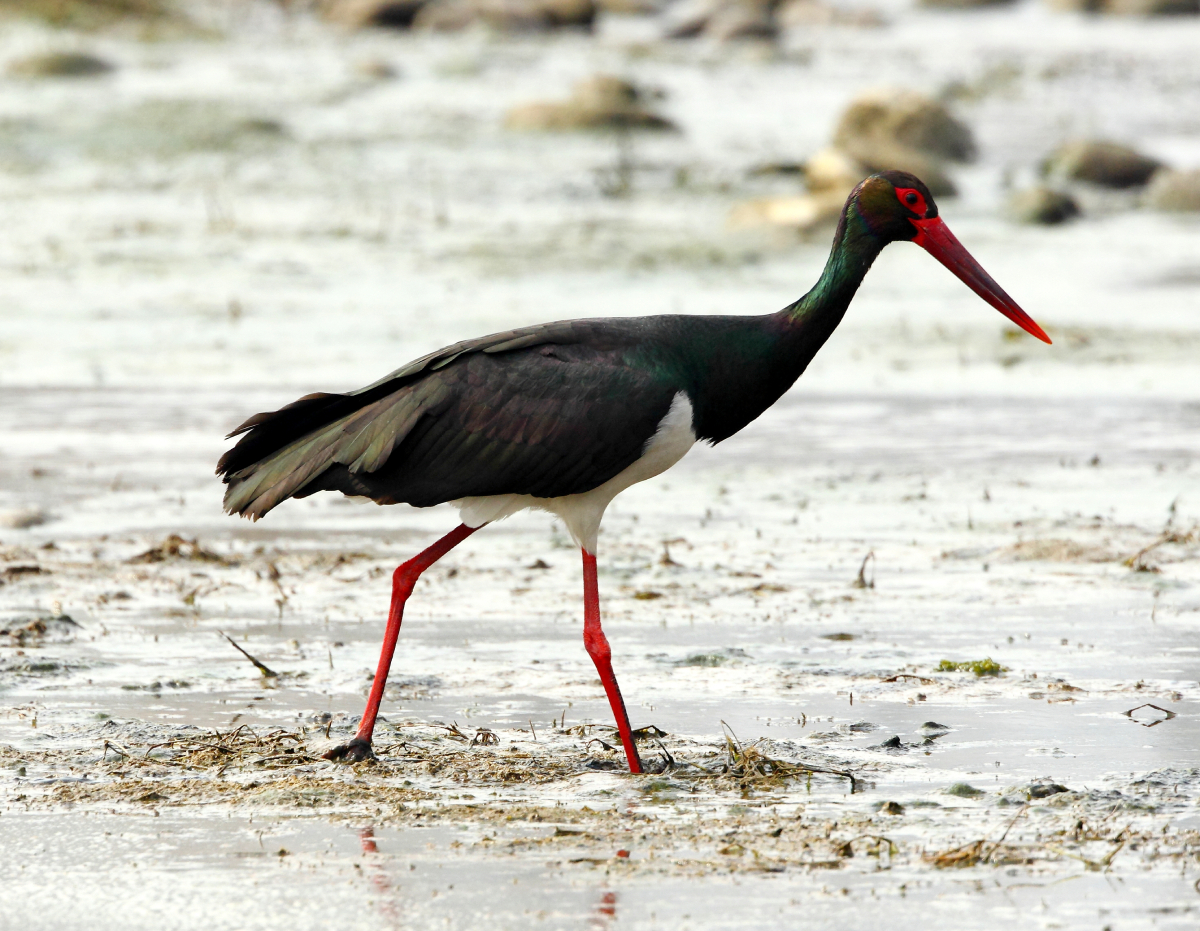 This ia a Black Stork Ciconia nigra in outer suburbs of Beijing China. dreamstime_xxl_18518551.jpg