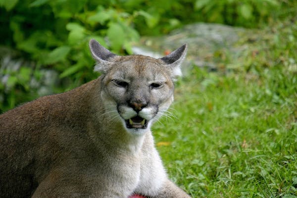 The Florida panther: A glimpse into the wild heart of the Everglades state