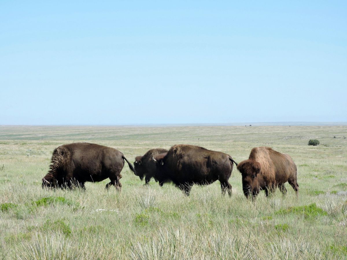 Discover America's heartland, the Great Plains 