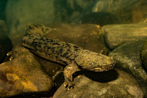 Meet the hellbender: North America's largest amphibian that faces an uncertain future