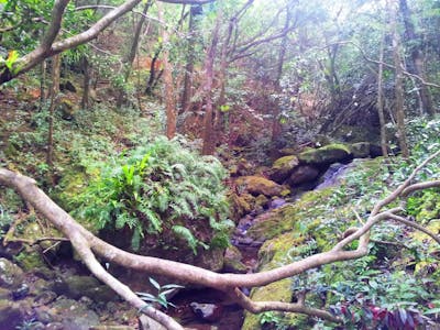 Mascarene Tropical Forest Islands (AT4)