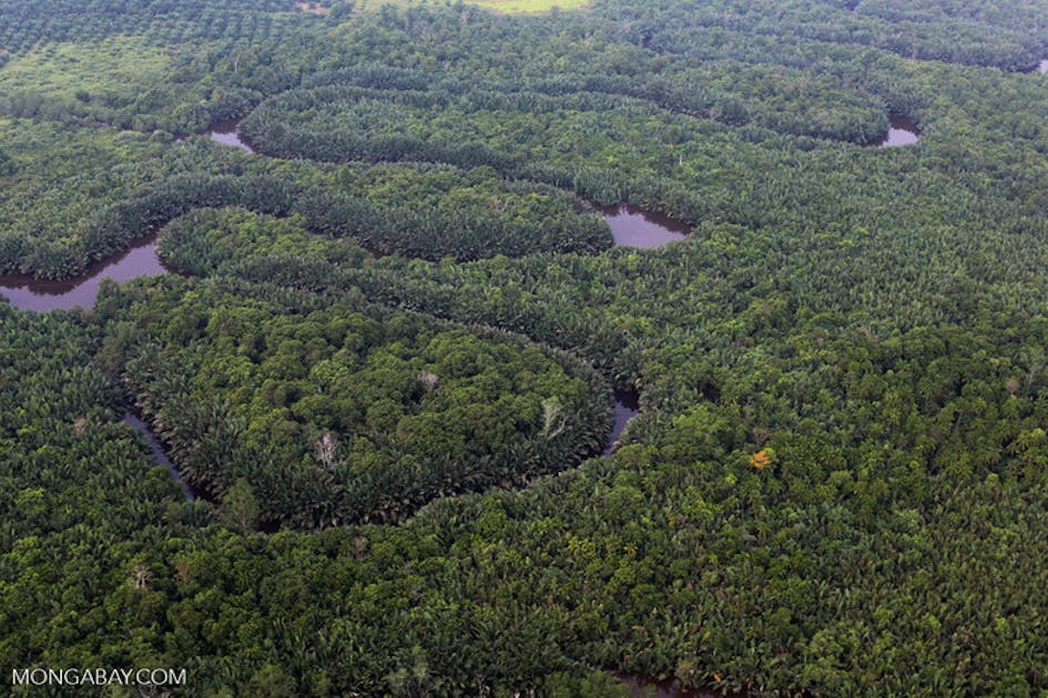 Sumatran Freshwater Swamp Forests | One Earth Sumatran Freshwater Swamp Forests | One Earth