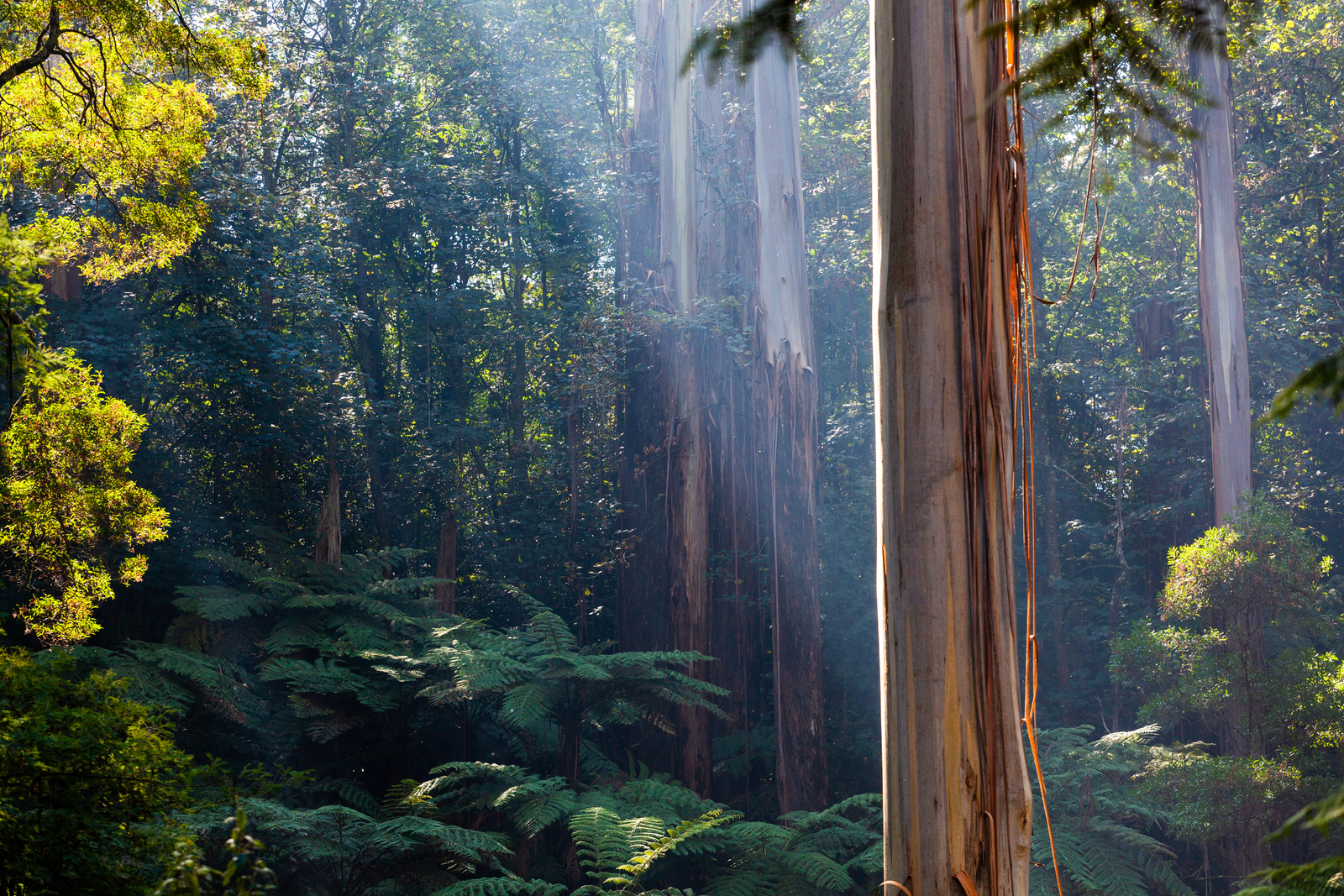 Daintree Rainforest. Image Credit: © Tsvibrav | Dreamstime.com.