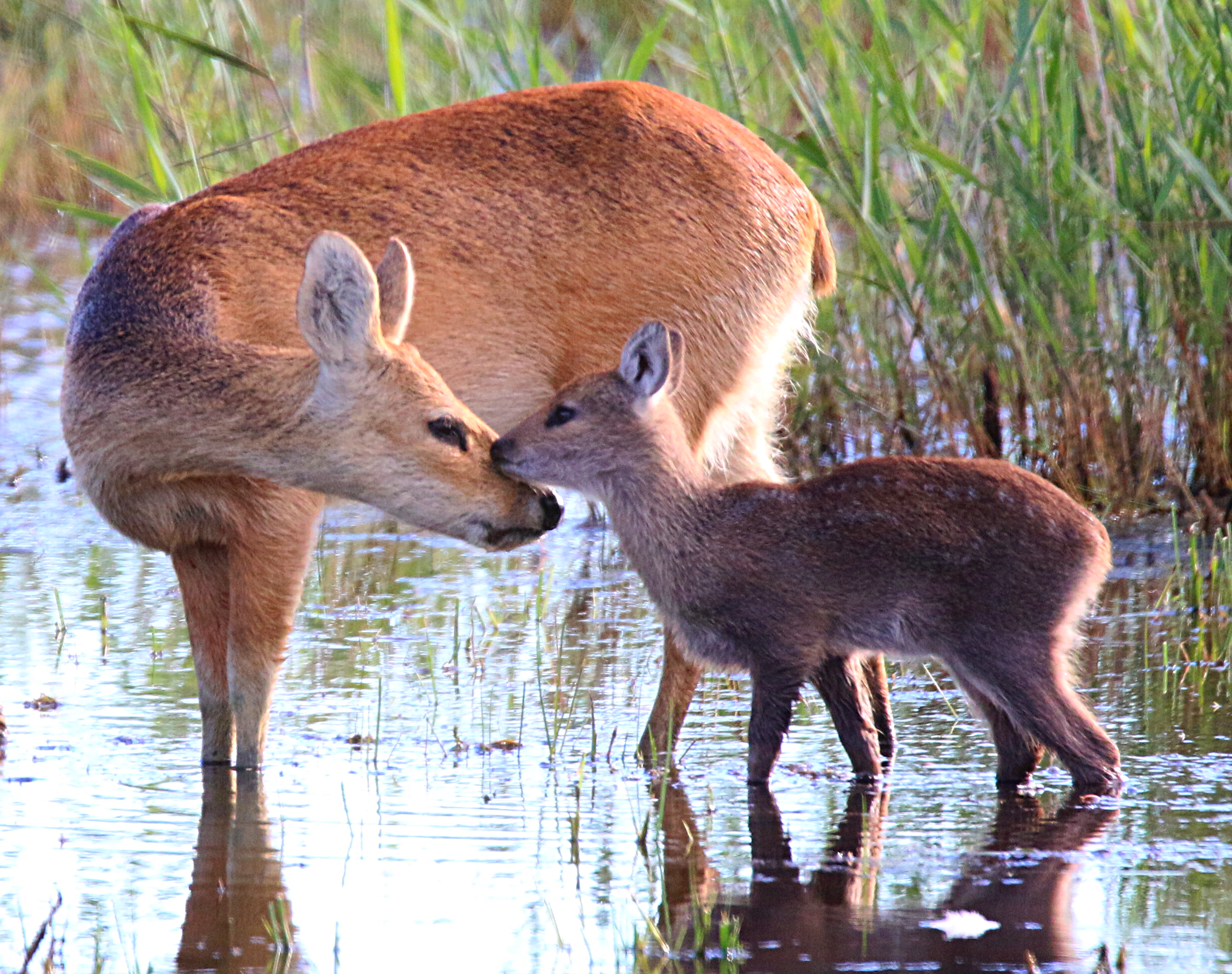 chinese deer