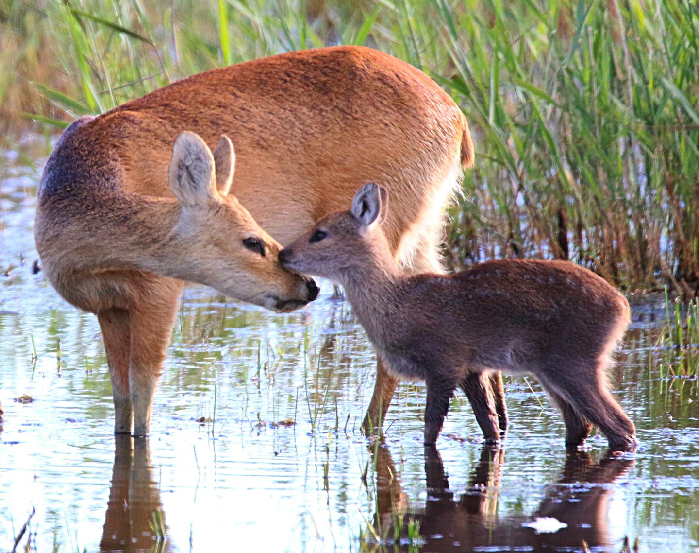 Chinese water deer: why they grow fangs instead of antlers