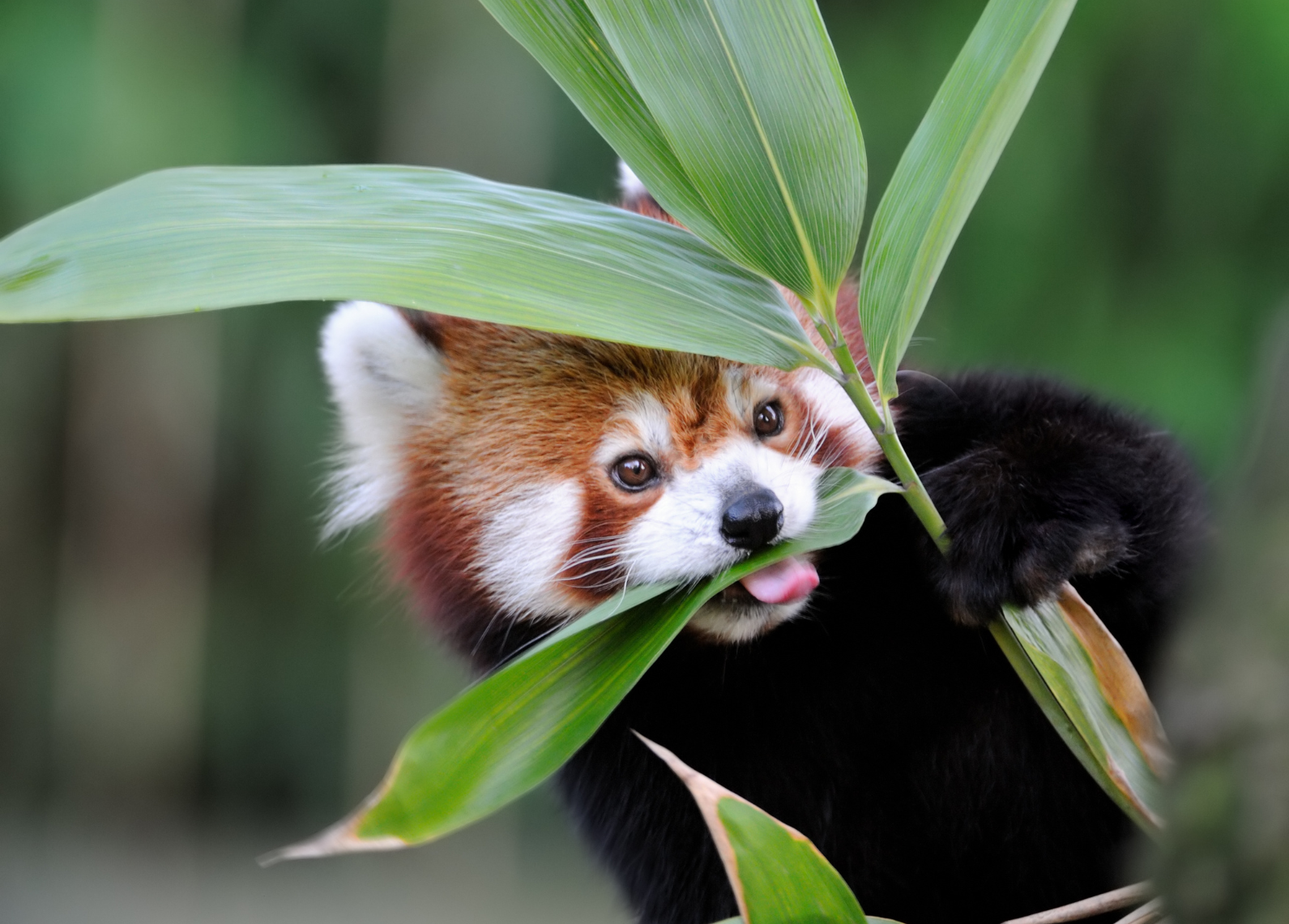 One panda can eat up to 20,000 bamboo leaves in a single day. This helps keep forests healthy and supports oxygen-rich ecosystems. Image Credit: Freder from Getty Images via Canva. One panda can eat up to 20,000 bamboo leaves in a single day. This helps keep forests healthy and supports oxygen-rich ecosystems. Image Credit: Freder from Getty Images via Canva.