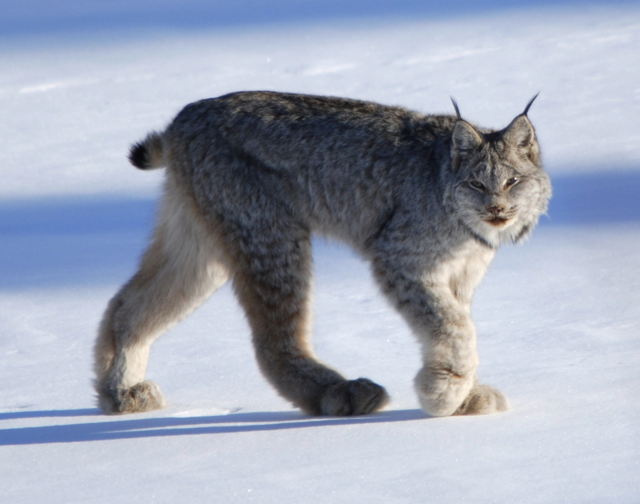 Canadian lynx clever specialized hunters of the snowy forests