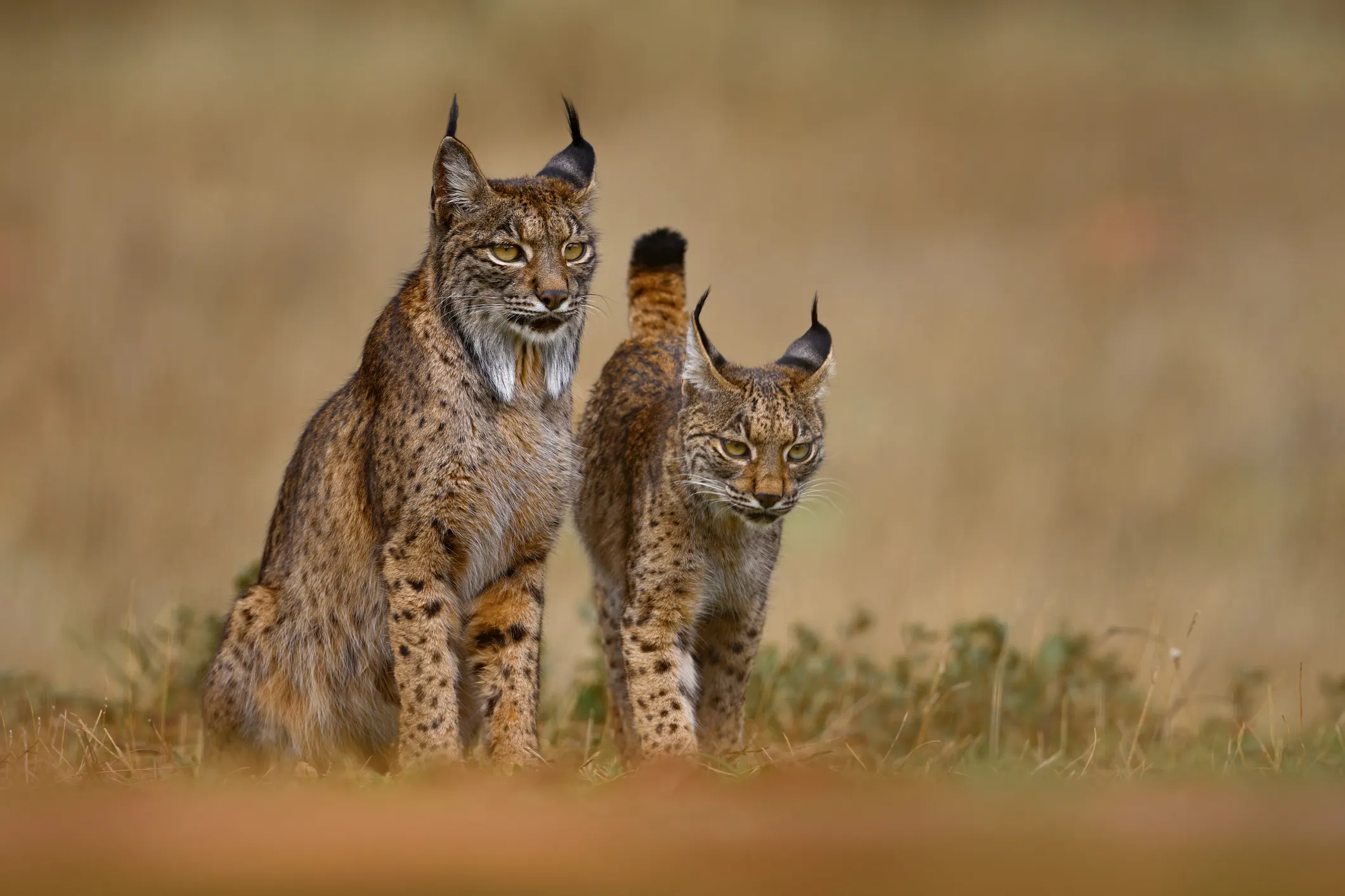 Iberian lynx mother with her young kitten. Image Credit: © Ondrej Prosicky, Dreamstime. Iberian lynx mother with her young kitten. Image Credit: © Ondrej Prosicky, Dreamstime.