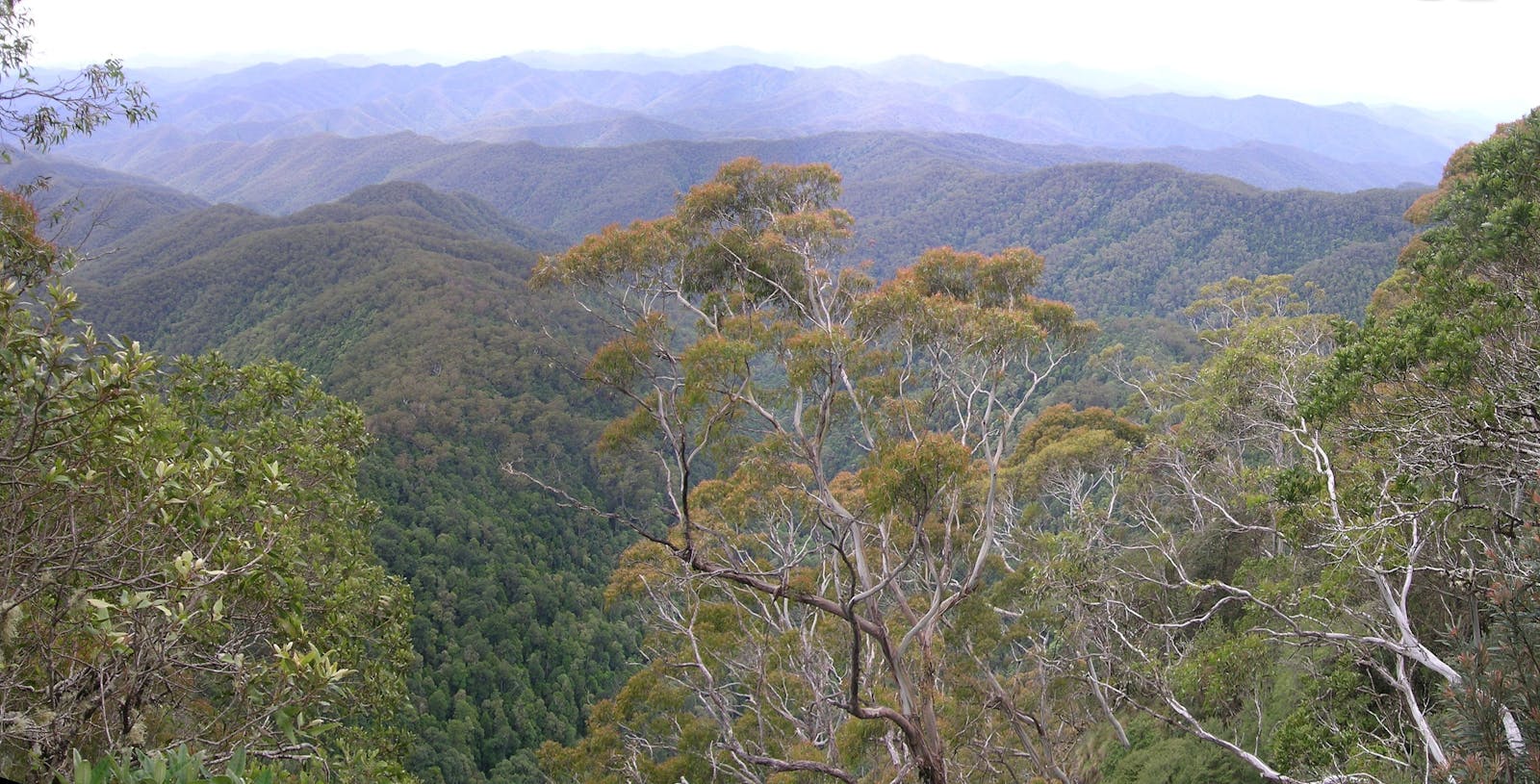 Eastern Australian Temperate Forests