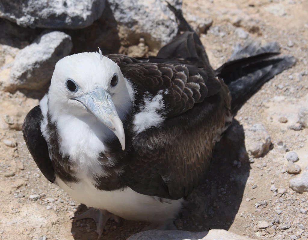 Ascension Frigate Bird перевод