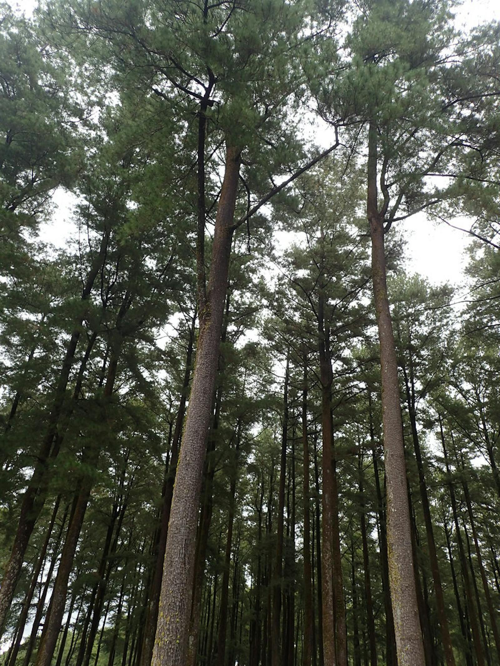 Sumatran Tropical Pine Forests