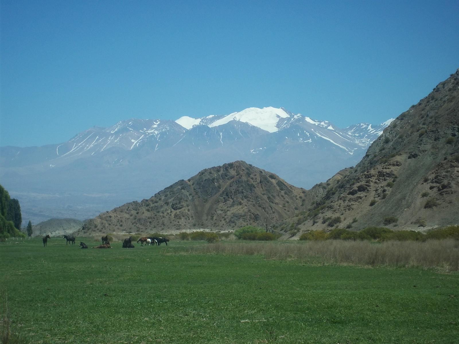 Southern Andean Steppe