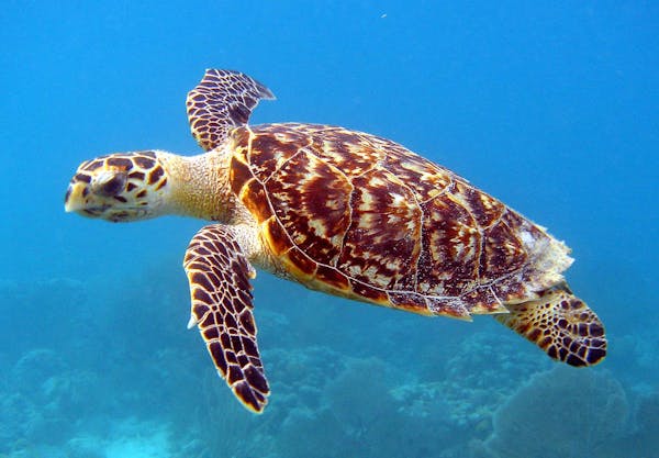 The remarkable tropical life of the Hawksbill sea turtle