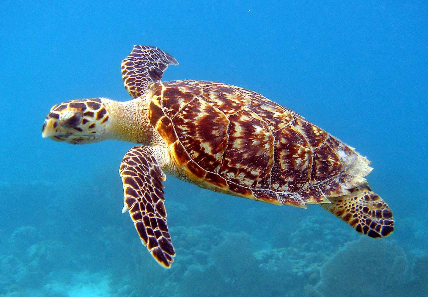 The remarkable tropical life of the Hawksbill sea turtle