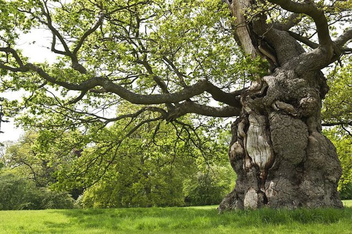 oak tree