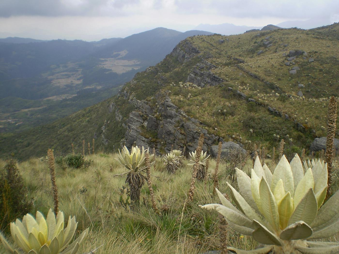 Andean Mountain Forests & Valleys (NT11)