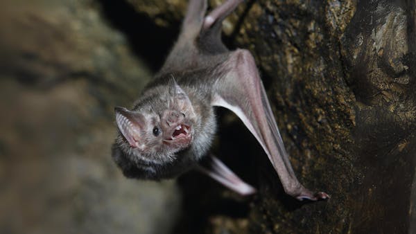 Vampire bats develop long-term friendships