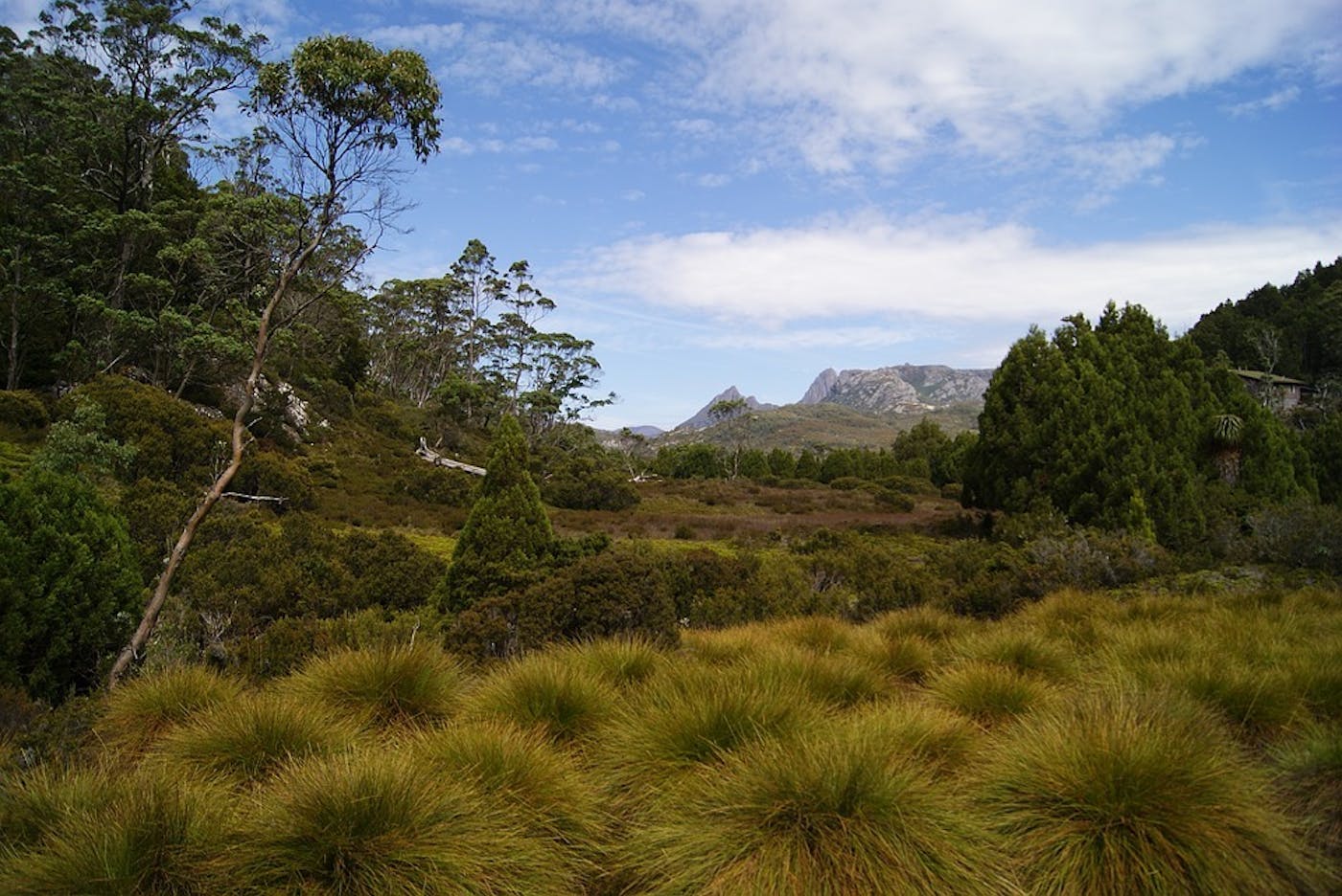 East Australian Temperate Forests & Mountain Shrublands (AU3)